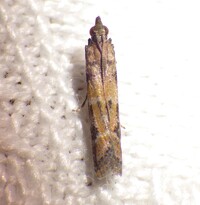 Ephestiodes infimella