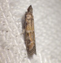 Ephestiodes infimella