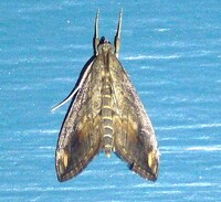 Evergestis rimosalis