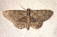 Protoboarmia porcelaria