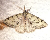 Phigalia strigataria