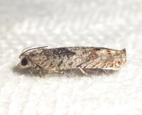 Pseudexentera spoliana