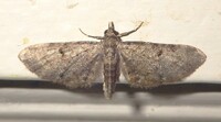 Eupithecia miserulata