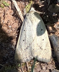 Gabara unidentified species