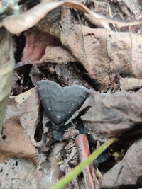 Idia unidentified species