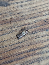 Plodia interpunctella