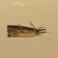 Agriphila ruricolellus