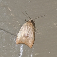 Coelostathma discopunctana