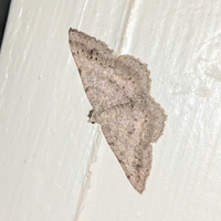 Digrammia ocellinata