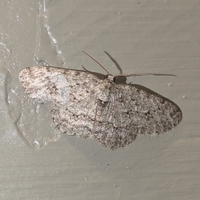 Ectropis crepuscularia