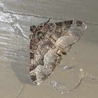 Euphyia intermediata