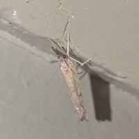 Fissicrambus mutabilis