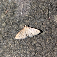 Blepharomastix ranalis