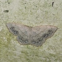 Scopula limboundata