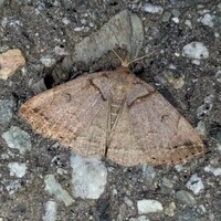 Zanclognatha laevigata