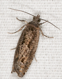 Pseudexentera mali
