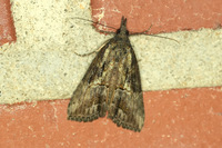Hypena scabra