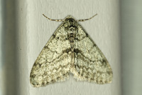 Phigalia strigataria