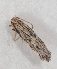Spinitibia hodgesi