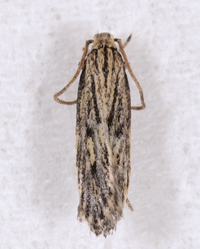 Spinitibia hodgesi