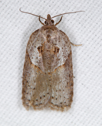 Acleris maculidorsana
