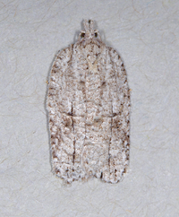 Acleris nigrolinea