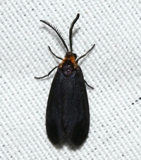 Acoloithus falsarius