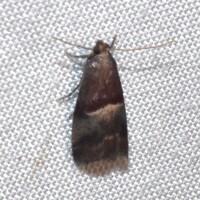 Acrobasis exsulella