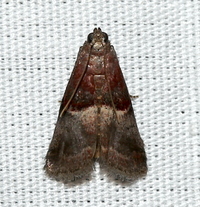 Acrobasis exsulella