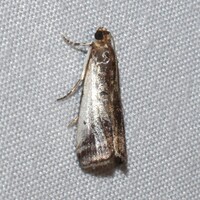 Acrobasis tumidulella