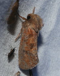 Acrolophus plumifrontella