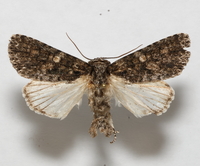 Acronicta afflicta