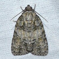 Acronicta increta