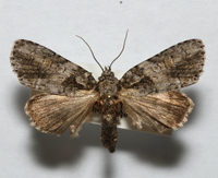 Acronicta increta