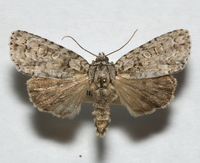 Acronicta modica