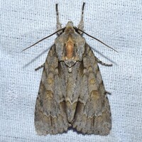 Acronicta morula