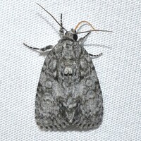 Acronicta retardata