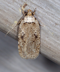 Agonopterix canadensis