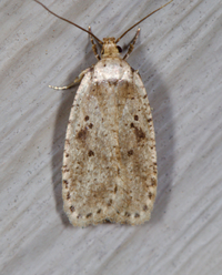 Agonopterix canadensis