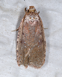 Agonopterix clemensella