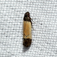 Anacampsis coverdalella