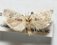 Antaeotricha leucillana