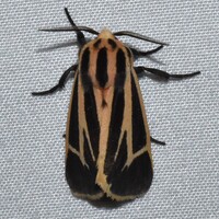 Apantesis unidentified species