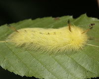 Apatelodes torrefacta