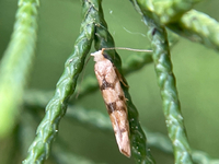 Argyresthia alternatella