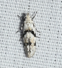 Arogalea cristifasciella