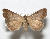 Bleptina caradrinalis