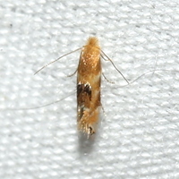 Bucculatrix coronatella