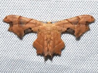 Calledapteryx dryopterata