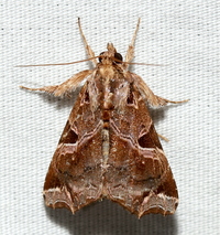 Callopistria floridensis